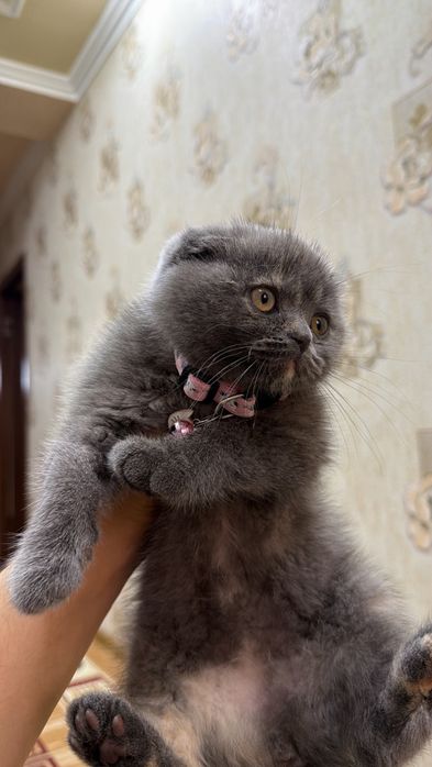 продаётся кошка скоттиш фолд девочка