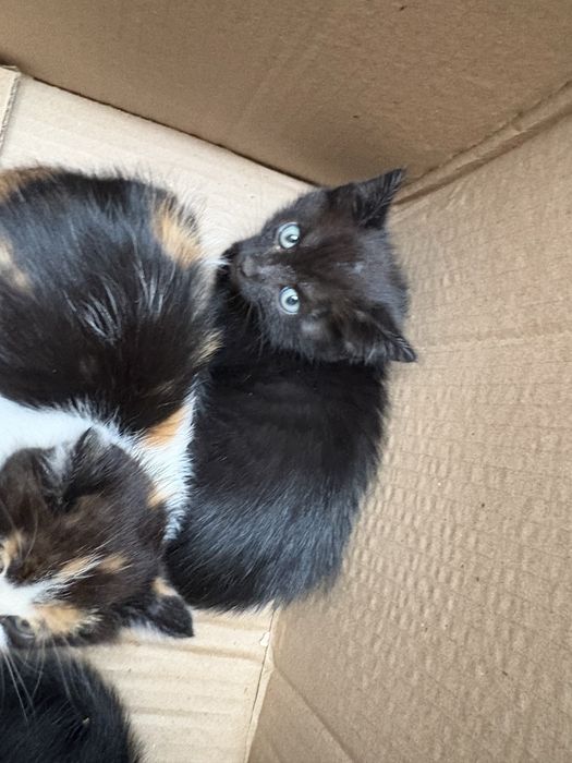Котята бесплатно