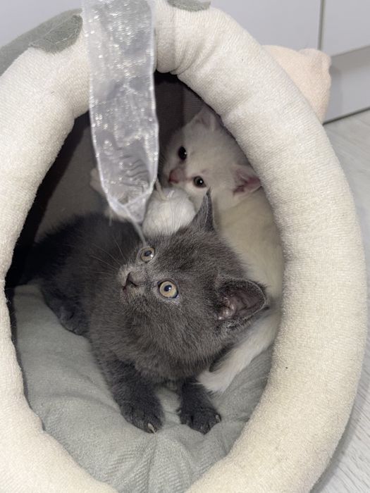 Шотландиский Скотиш  страйт боллари сотилади