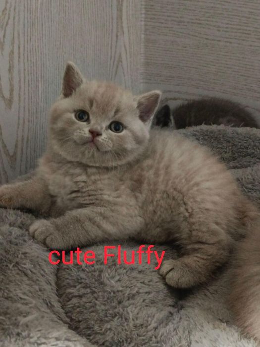 Открыт резерв, котята британские