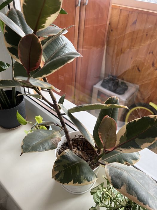 Комнатные растения