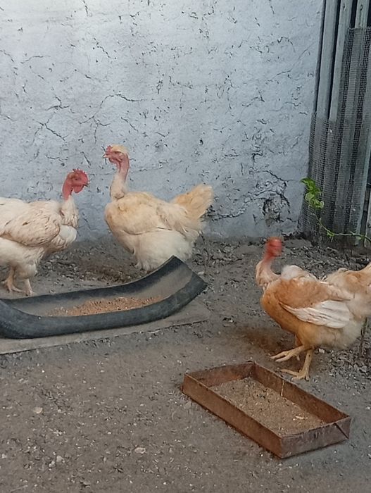 Продам курей и петуха