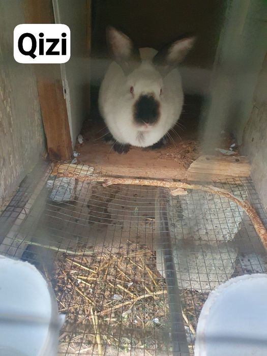 Kaliforniya / nzb quyon. Кролик калифорнийский