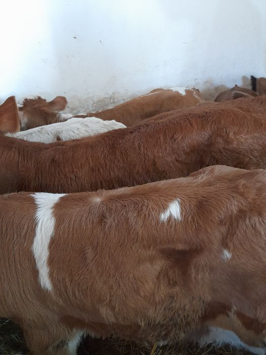 Taurasi intarcati si semiintarcati