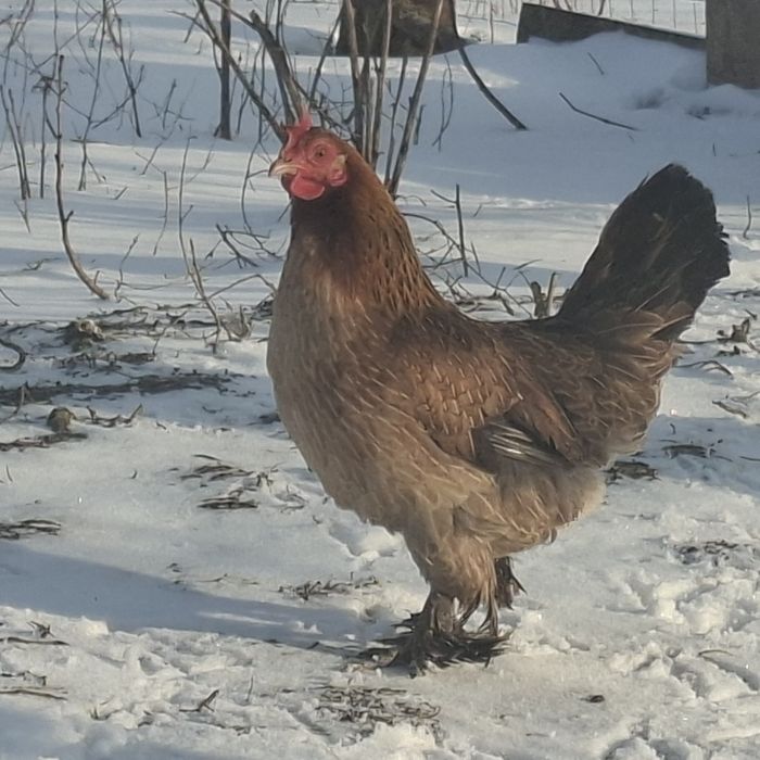 Pereche-cocoș, găină pitica americana