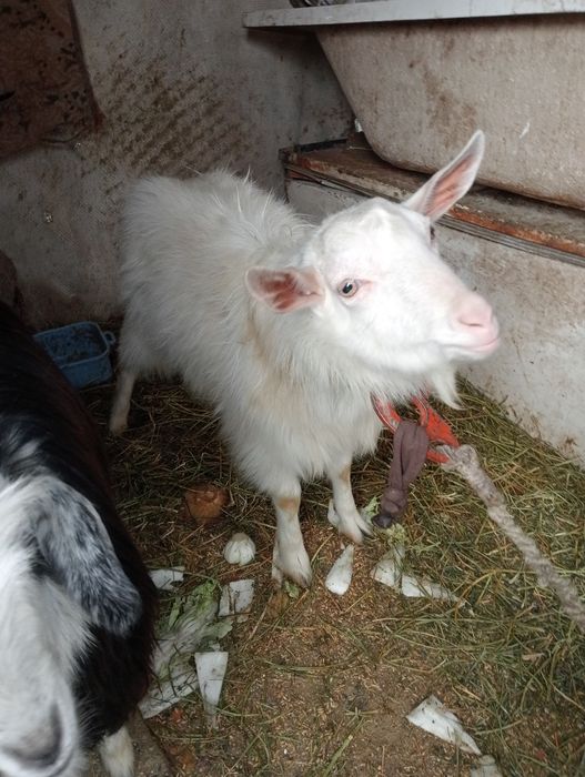 Продам козу и козла