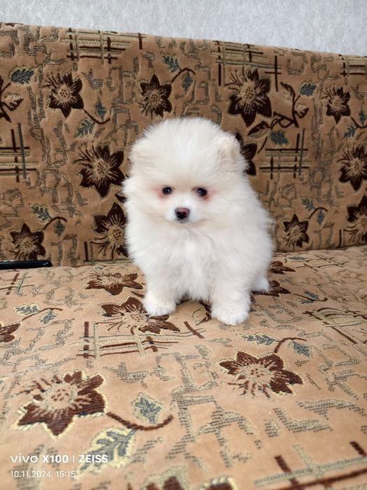 Очаровательный щенок шпица.