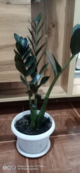 Продам Замиакулькас