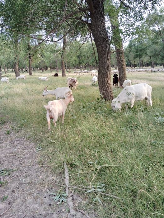Vând 10 capre și 5 ezi ,sunt capre de ținut nu sunt reforme.