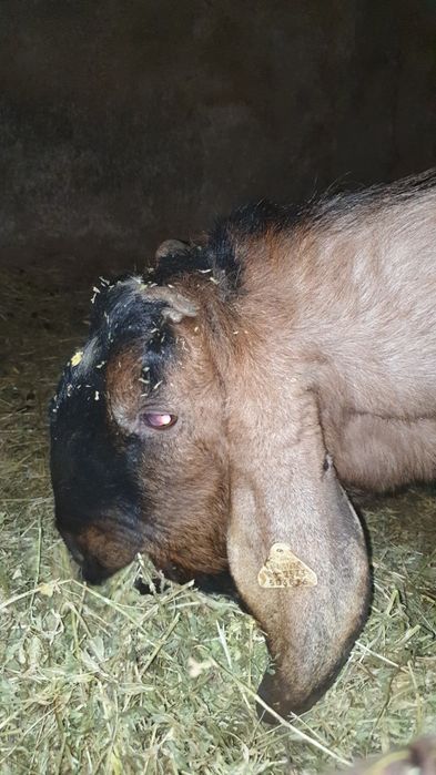 Tapi buni de marlit din capre anglonubian de vanzare
