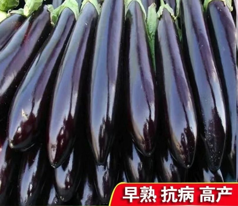 Baqlajon urugi pochkali