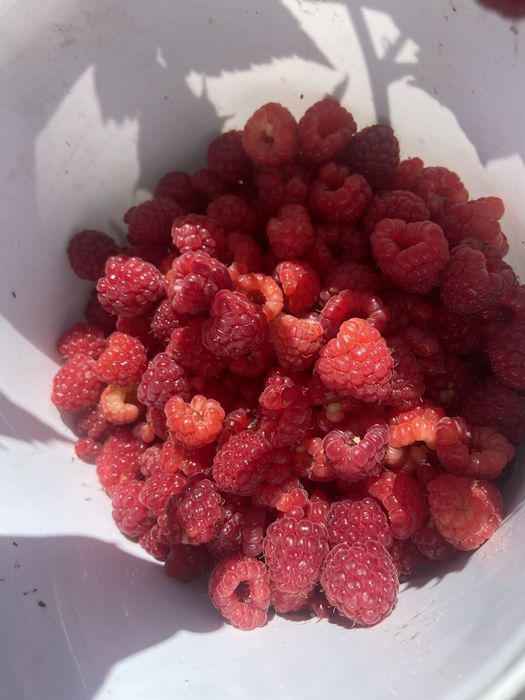 Саженцы Малины Карамелька