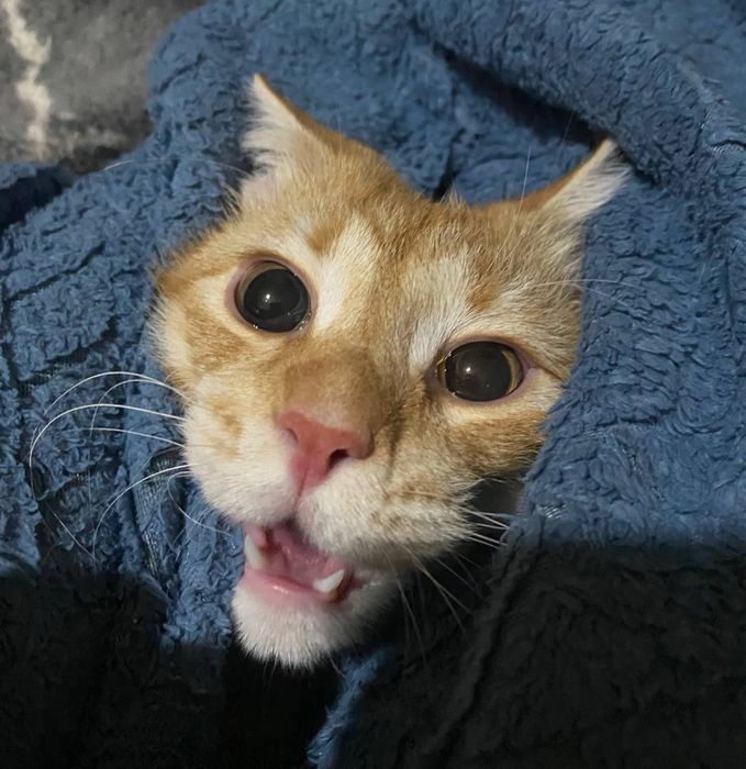 Котика в хорошие руки