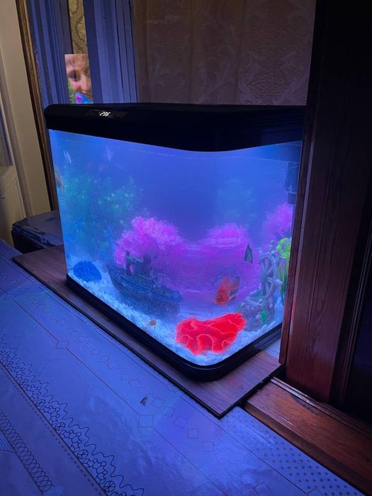 Akvarium tozalash va oʻrnatish va koʻchirish hizmati