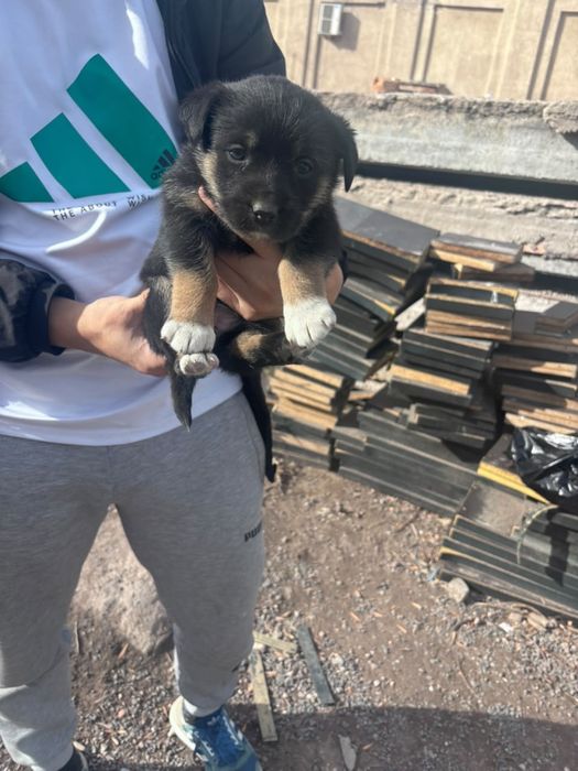 Отдам щенков даром, дворняжки.