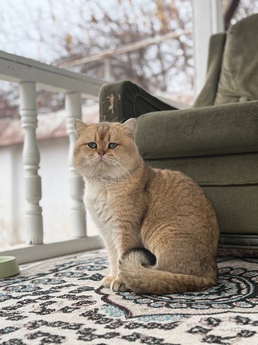 Rodoslovniy nyu11 okras zot olishga zoʻr mushuk.