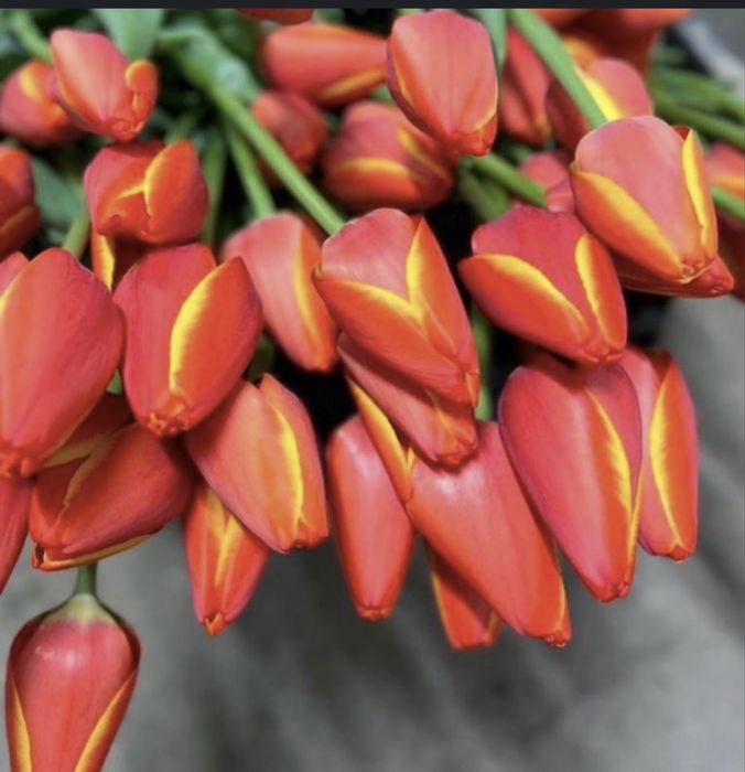 Тюльпан к 8 марту