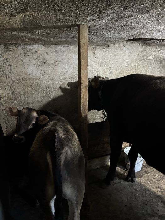 vaca Metis  cu vitel