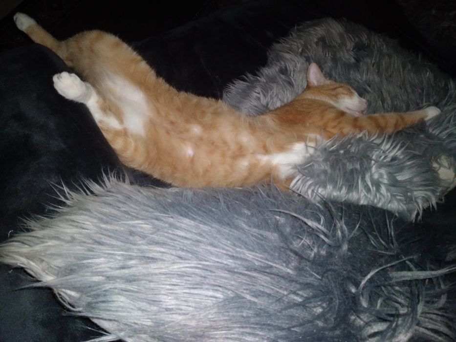 Pet sitter pet walker,Foster doar pt judet Vrancea,cazare pisici ,cățe