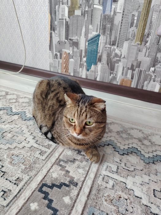 Нужен дом для кота и кошки