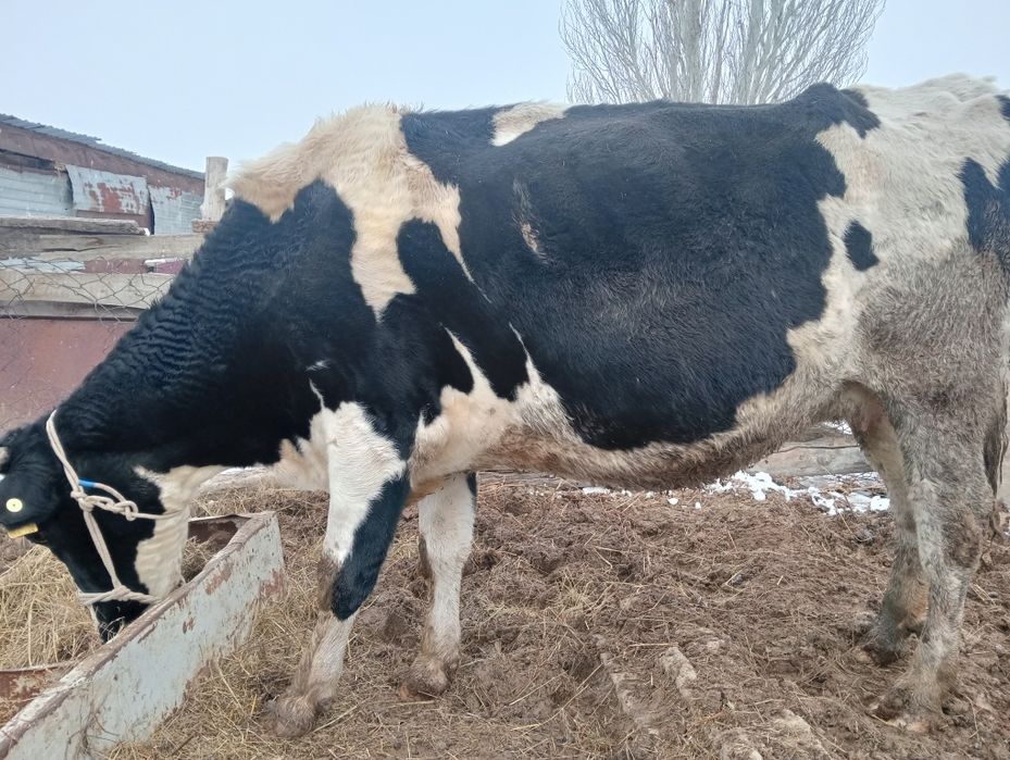 Буаз сутты сиырлар