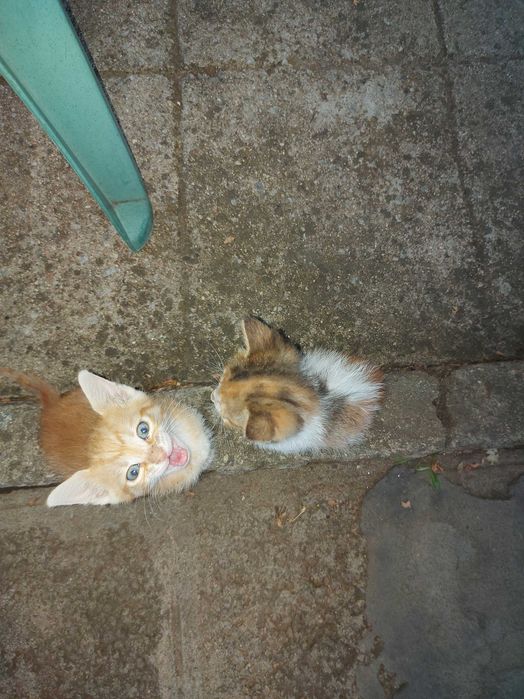 Подарявам 3 малки котенца на 6 седмици.Много са дружелюбни и игриви.Майка им беше убита и са отгледани с биберон, затова са много галени.