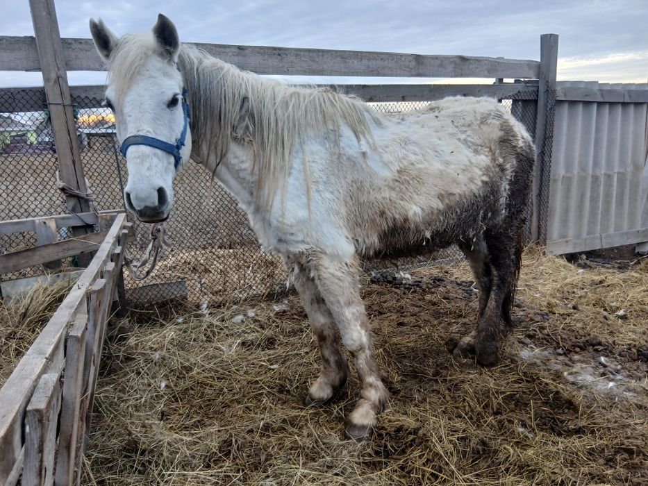 Бие ірі кобыла крупная.