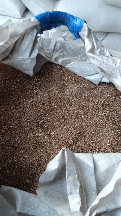 Семена Пшеницы Фокс