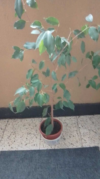 Бенджамин -цвете