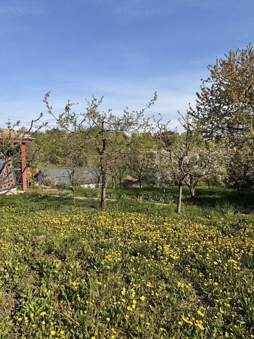 Teren de vanzare  cu, casa (printre ultimele ramase in zona)strada Macesului nr 17, cartier Buna ziua + casa