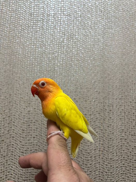Ruchnoy lutina papugay sotiladi