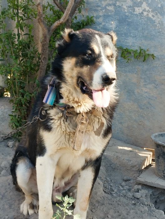 Aqlli kuchuk 2yarm yosh