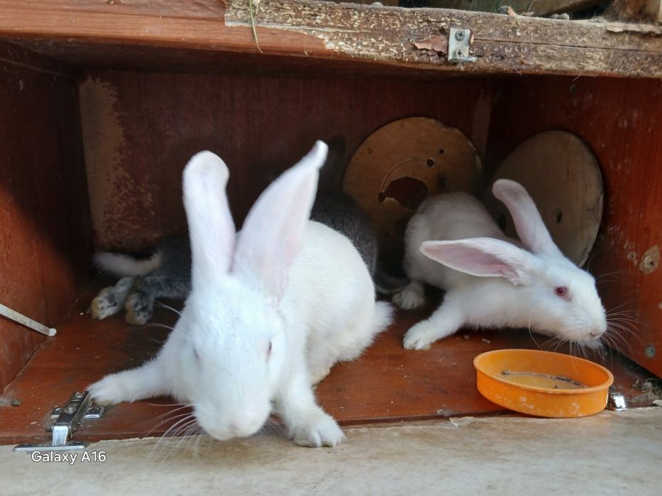 Продам кроликов и кролчата