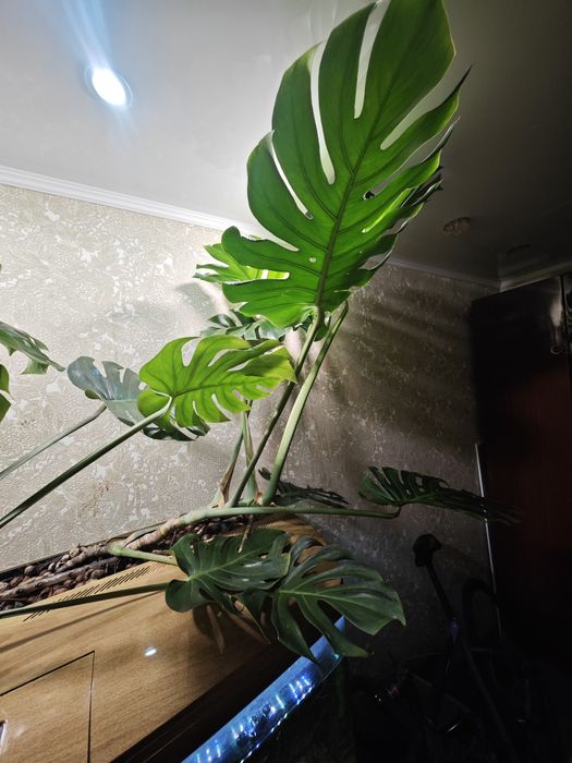 Монстера деликатесная 1шт.