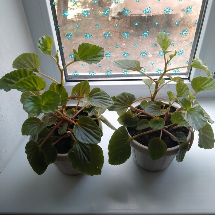 Бегония вечноцветущая