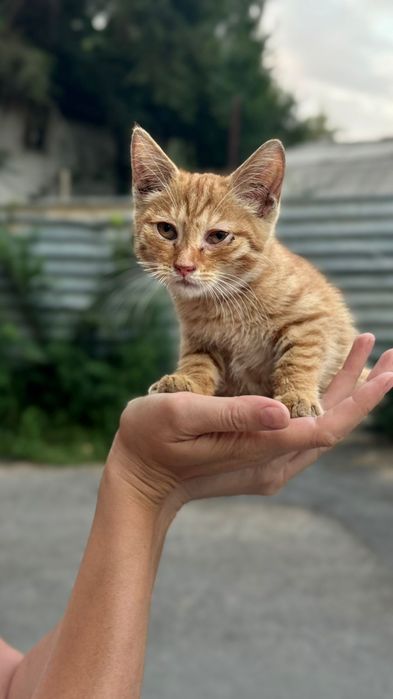 Котенок ищет любящий дом