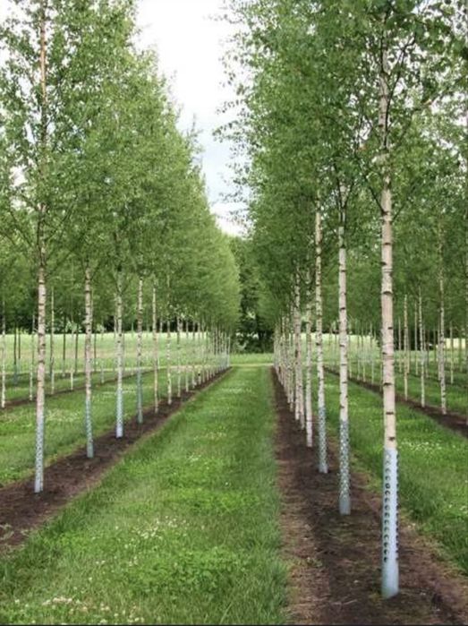 Mesteceni de vanzare