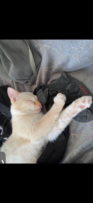 Отдам кота БЕСПЛАТНО!
