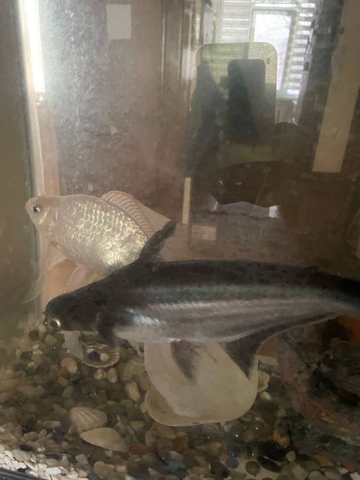 Рыбки для аквариума