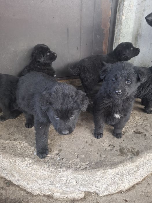 Продам щенков  помесь овчарка и лабродор