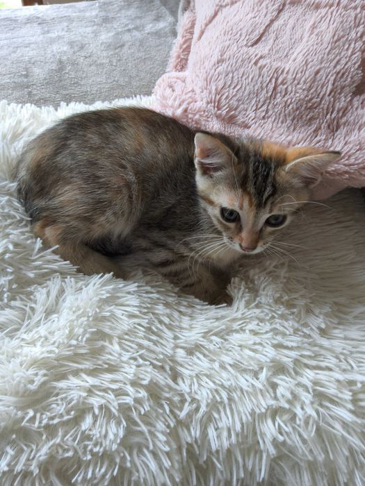 Нежна домашна котка на 2,5 месеца търси своя дом