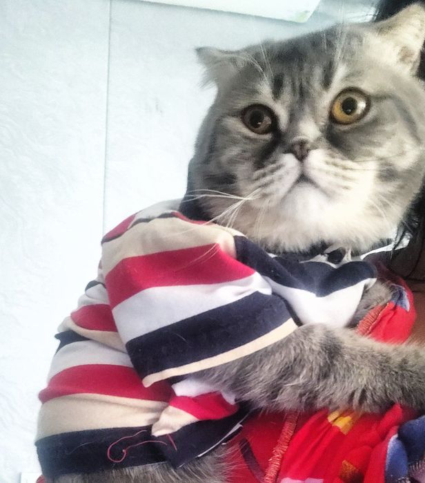 Шотландская вислоухая кошка (скоттиш-фолд).