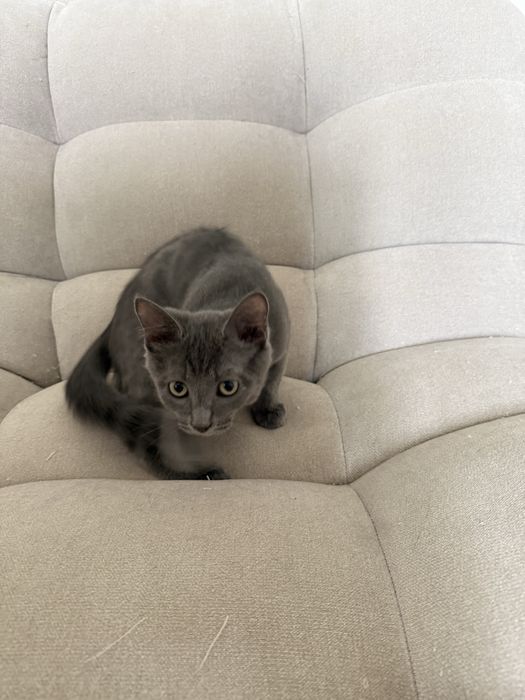 Котик 3 мес , мальчик абсолютно серый!