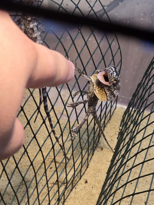 Chlamydosaurus kingii/ frilled dragon