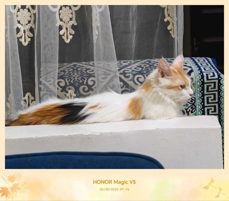 Кошка, стерилизованная, очень милая подруга