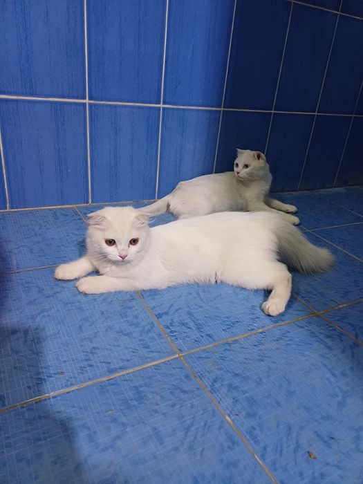 Киз мушук сотилади