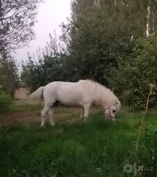 Пони  /  Poni sotiladi