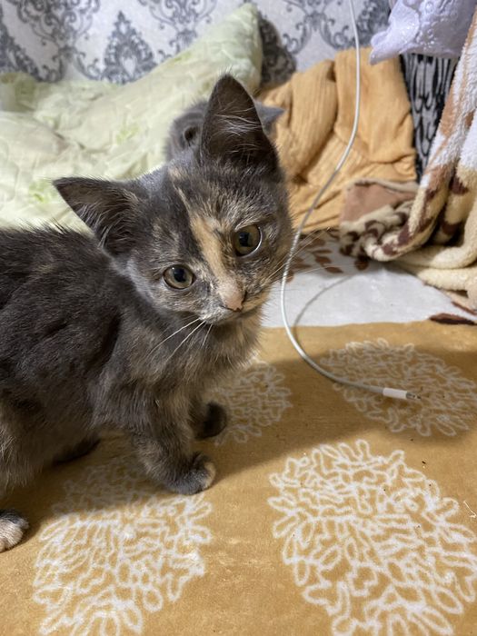 Котенок девочка, полубританка