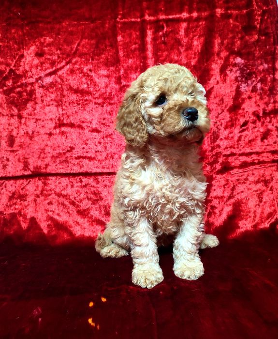 Продаются малый пудель