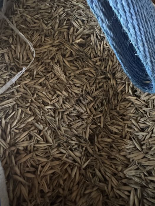 Triticale si ovaz de vanzare
